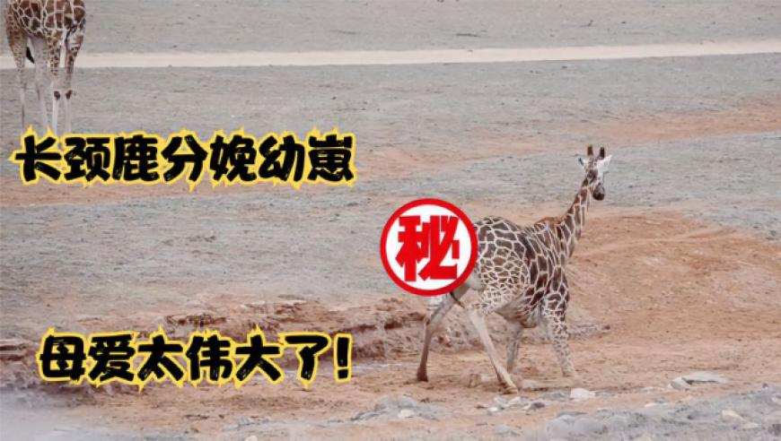 2025年澳门今晚开奖结果历史数据追踪表,8月在华销量腰斩 宝马重返价格战,广泛的解释落实支持计划_公测版V8.95